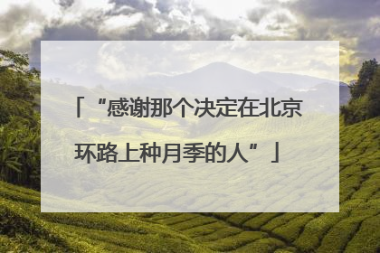 “感谢那个决定在北京环路上种月季的人”