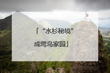 “水杉秘境”成鹭鸟家园