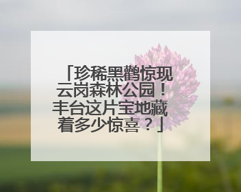 珍稀黑鹳惊现云岗森林公园！丰台这片宝地藏着多少惊喜？