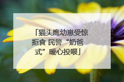 猫头鹰幼崽受惊拒食 民警“奶爸式”暖心投喂