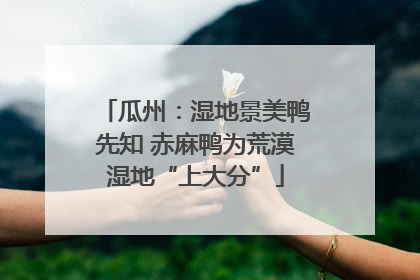 瓜州：湿地景美鸭先知 赤麻鸭为荒漠湿地“上大分”