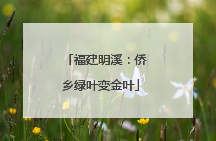 福建明溪：侨乡绿叶变金叶