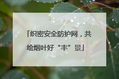织密安全防护网，共绘烟叶好“丰”景