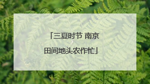 三夏时节 南京田间地头农作忙