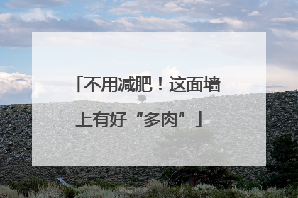 不用减肥！这面墙上有好“多肉”