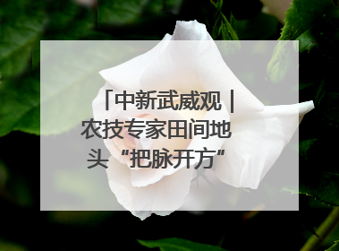 中新武威观｜农技专家田间地头“把脉开方”送“及时雨”