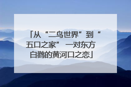 从“二鸟世界”到“五口之家” 一对东方白鹳的黄河口之恋