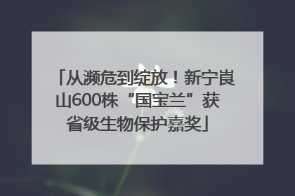 从濒危到绽放！新宁崀山600株“国宝兰”获省级生物保护嘉奖