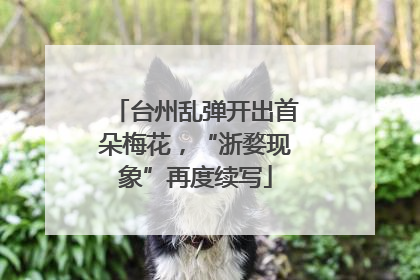 台州乱弹开出首朵梅花，“浙婺现象”再度续写
