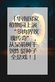 华南国家植物园上演“多肉界玫瑰传奇”，从呆萌树干到炸裂种子全是戏！