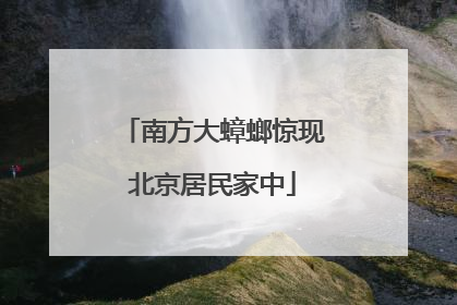 南方大蟑螂惊现北京居民家中
