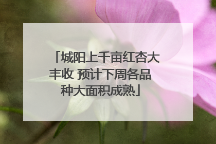 城阳上千亩红杏大丰收 预计下周各品种大面积成熟