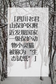 四川老君山保护区附近发现国家一级保护动物小灵猫 被称为“生态试纸”