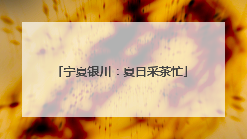 宁夏银川：夏日采茶忙