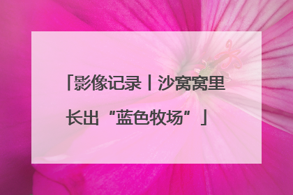 影像记录丨沙窝窝里长出“蓝色牧场”