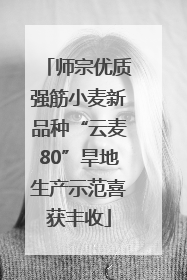 师宗优质强筋小麦新品种“云麦80”旱地生产示范喜获丰收