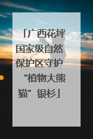 广西花坪国家级自然保护区守护“植物大熊猫”银杉