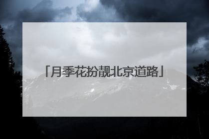 月季花扮靓北京道路