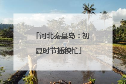 河北秦皇岛：初夏时节插秧忙