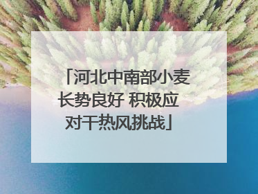 河北中南部小麦长势良好 积极应对干热风挑战