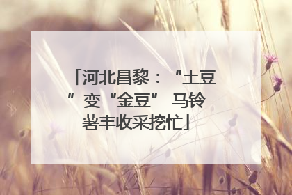 河北昌黎：“土豆”变“金豆” 马铃薯丰收采挖忙