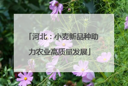 河北：小麦新品种助力农业高质量发展