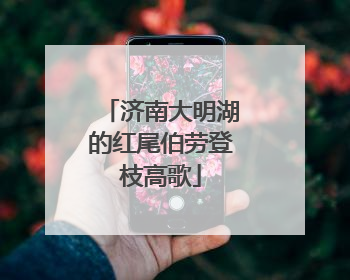 济南大明湖的红尾伯劳登枝高歌