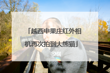 越西申果庄红外相机再次拍到大熊猫