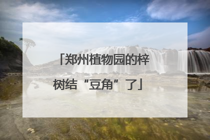 郑州植物园的梓树结“豆角”了