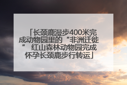长颈鹿漫步400米完成动物园里的“非洲迁徙” 红山森林动物园完成怀孕长颈鹿步行转运