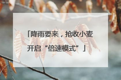 降雨要来，抢收小麦开启“倍速模式”