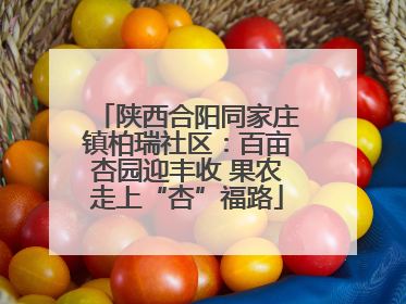 陕西合阳同家庄镇柏瑞社区：百亩杏园迎丰收 果农走上“杏”福路