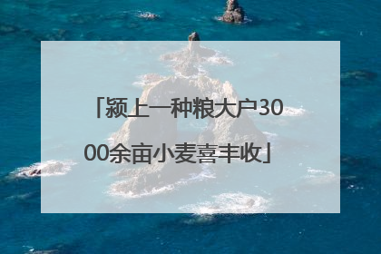 颍上一种粮大户3000余亩小麦喜丰收
