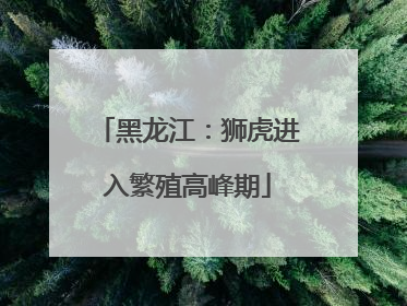 黑龙江：狮虎进入繁殖高峰期